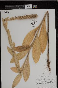 Verbascum thapsus image