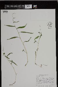 Persicaria punctata image