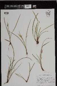 Carex backii image
