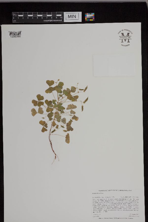 Oxalis dillenii image