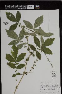 Agrimonia gryposepala image