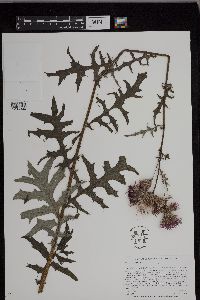 Cirsium muticum image