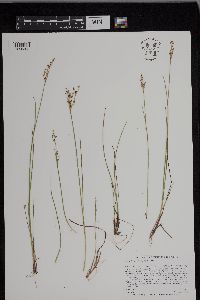 Juncus brevicaudatus image