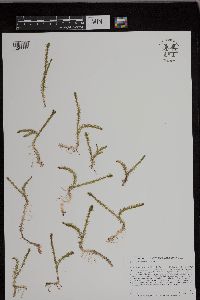 Lycopodiella inundata image