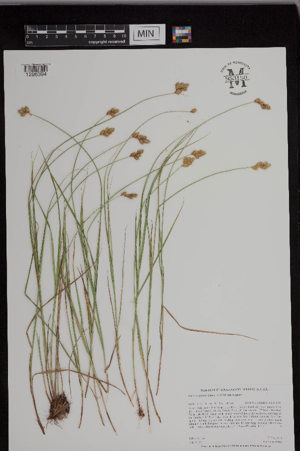 Carex scoparia var. scoparia image