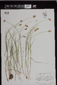 Carex scoparia image
