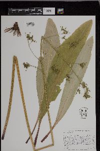 Micranthes pensylvanica image