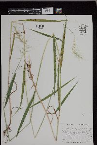 Elymus hystrix image