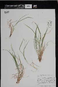 Dichanthelium linearifolium image