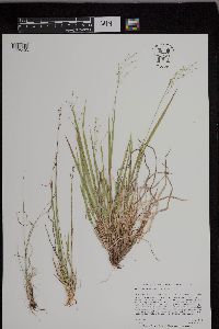 Dichanthelium linearifolium image