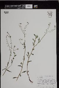 Myosotis scorpioides image