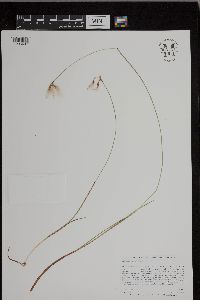 Eriophorum gracile image