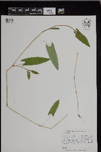 Persicaria sagittata image