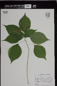 Laportea canadensis image