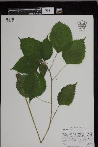 Laportea canadensis image