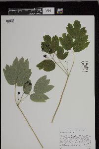 Caulophyllum thalictroides image