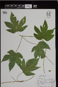 Humulus lupulus image