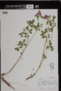 Trifolium pratense image