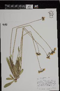 Hieracium piloselloides image