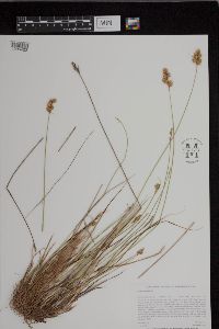Carex adusta image