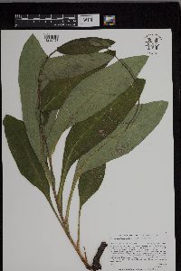 Cynoglossum virginianum var. boreale image