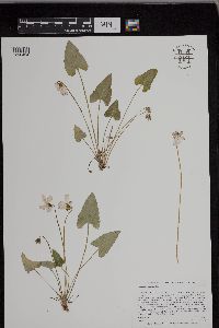 Viola grisea image
