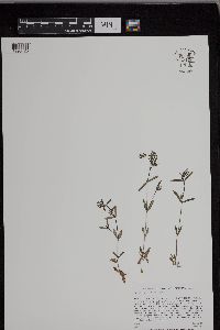 Houstonia longifolia image