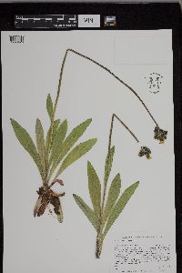 Hieracium caespitosum image