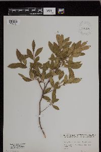 Image of Gaylussacia baccata