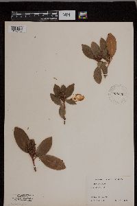 Kalmia latifolia image