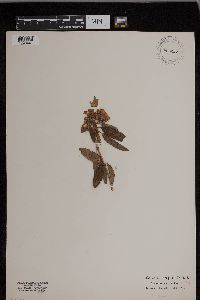 Image Associated With the Occurrence