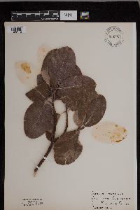 Image of Arbutus menziesii