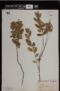 Chamaedaphne calyculata image