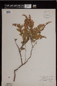 Chamaedaphne calyculata image