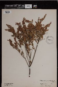 Chamaedaphne calyculata image