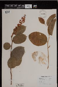 Gaultheria shallon image
