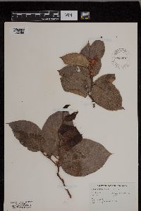 Gaultheria shallon image