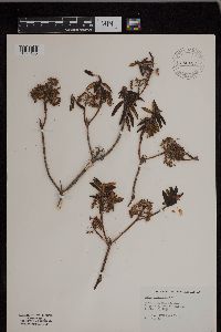 Media resource of Rhododendron groenlandicum