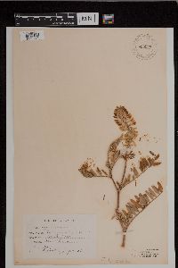 Media resource of Astragalus canadensis