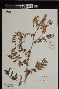 Astragalus canadensis image