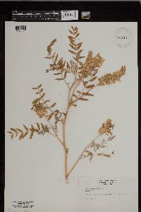 Astragalus canadensis image