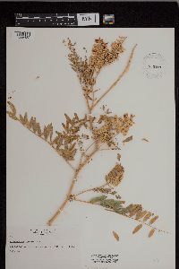 Astragalus canadensis image