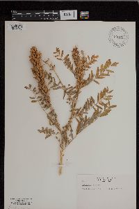 Astragalus canadensis image