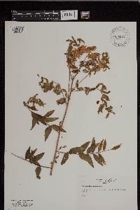 Astragalus canadensis image