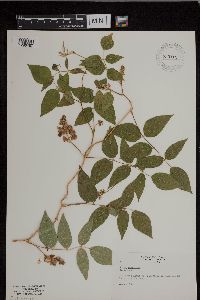 Apios americana image