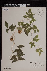 Apios americana image