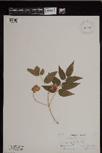 Apios americana image