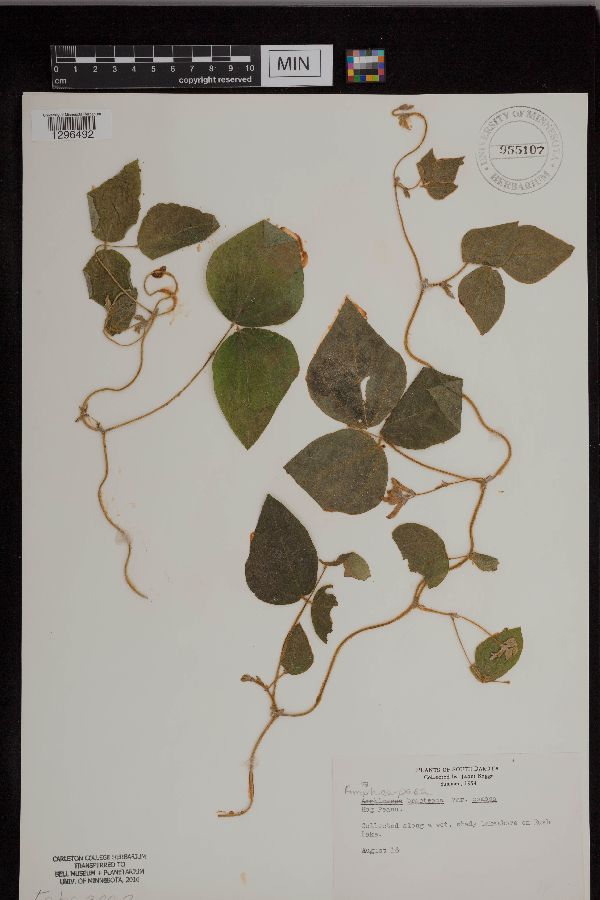 Amphicarpaea bracteata var. comosa image