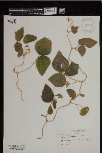 Amphicarpaea bracteata image