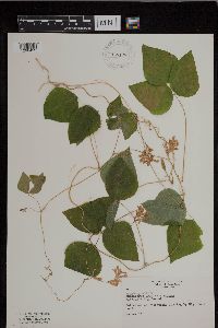 Amphicarpaea bracteata image